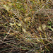 Carex humilis - lappangó sás