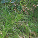 Carex alba - fehér sás