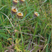 Carlina biebersteinii subsp vulgaris