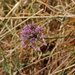Allium senescens subsp montanum