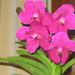 Orchid show, Orchidea bemutató 090