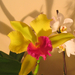Orchid show, Orchidea bemutató 091