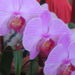 Orchid show, Orchidea bemutató 075