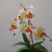 Orchid show, Orchidea bemutató 065