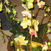 Orchid show, Orchidea bemutató 049