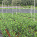 Nerium Oleander3