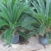 Cycas 805