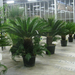 Cycas  882