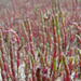 Sziksófű (Salicornia europaea)
