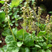 Kereklevelű körtike (Pyrola rotundifolia) (