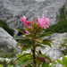 Borzas havasszépe (Rhododendron hirsutum)