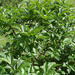 Havasi benge (Rhamnus alpina subsp. fallax)