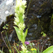 Pettyes gyásztárnics (Swertia punctata)