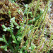 Hegyi csipkeharaszt (Selaginella helvetica)