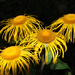 Teleki-virág (Telekia speciosa)