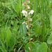 Kereklevelű körtike (Pyrola rotundifolia)