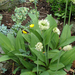 Győzedelmes hagyma (Allium victorialis)
