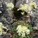 Kőtörőfű (Saxifraga crustata)