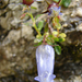 Zois-harangvirág (Campanula zoysii)