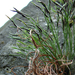 Északi fodorka (Asplenium septentrionale)