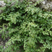 Kövi fodorka (Asplenium ruta-muraria)
