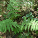 Szálkás pajzsika (Dryopteris carthusiana)
