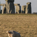 stonhenge the sheep and the time
