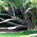 in-gardens-at-dumbarton-oaks
