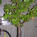 Höchstetten Bonsai16