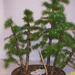 Höchstetten Bonsai41