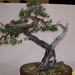 Pratteln Bonsai4