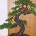 Pratteln Bonsai12