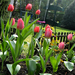 pompázó tulipánok