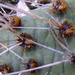 télálló kaktusz tüskéje