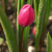 tulipán bimbó
