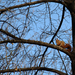 egy másik mókus fenn a fán