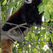 Vörös panda - Ailurus fulgens (DSCF4591)