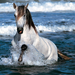 Horse-Wallpaper-horses-1899102-1600-1200