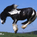 Slawik-horse-wallpapers-horses-6070979-1024-768