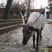 Nyíregyháza Zoo 2010 (72)