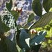 Kaktuszfügék