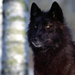 farkas wolf42