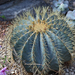 ferocactus g. nem saját kép