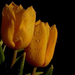 tulipán 02
