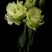 lisianthus 4