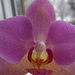 038-2013.01.02.kedvenc lila orchideám