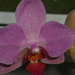003-2013.01.08.lila orchideám