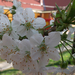 033-2013.04.21.Cseresznye virág