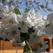034-2013.04.21. Cseresznye virága