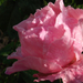 016-2013.10.11. Rózsaszín rózsa